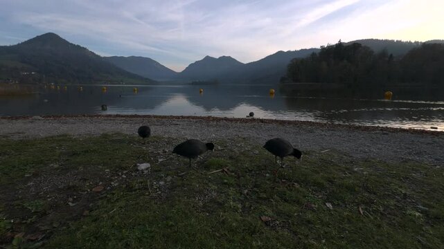 The Eurasian coot, Fulica atra, also known as common coot, or Australian coot, is member of rail and crake bird family, Rallidae on shore of lake Schliersee in Germany, Bavaria in the fall at sunset. 