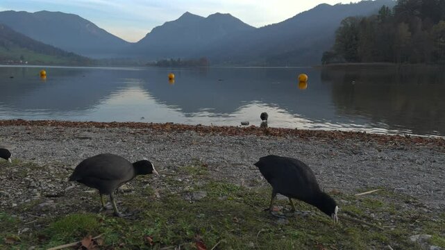 The Eurasian coot, Fulica atra, also known as common coot, or Australian coot, is member of rail and crake bird family, Rallidae on shore of lake Schliersee in Germany, Bavaria in the fall at sunset. 