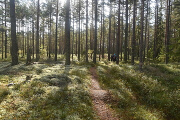 Fototapeta premium A dark green mossy forest deep in the woods of Scandinavia