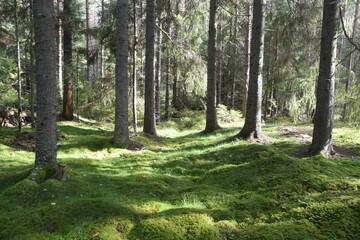 Obraz premium A dark green mossy forest deep in the woods of Scandinavia