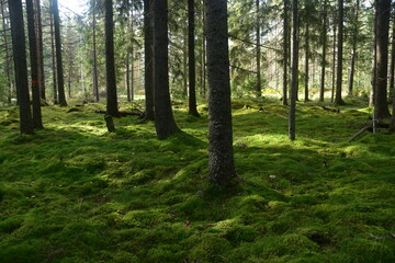 Fototapeta premium A dark green mossy forest deep in the woods of Scandinavia
