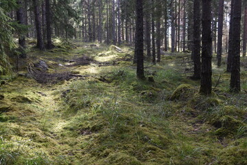 A dark green mossy forest deep in the woods of Scandinavia