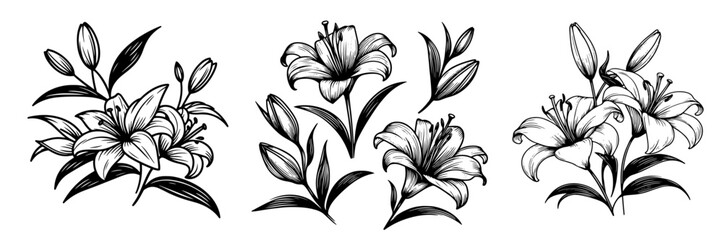 elegant black and white lily flower bouquet vector illustrations