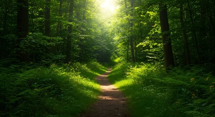 Obraz premium Sunlit Forest Path: Green Trees, Lush Foliage, Nature Trail