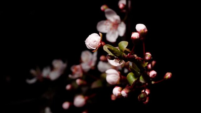 Time lapse footage of blooming pink Prunus cerasifera 'Atropurpurea' blossoms isolated on black background, many flowers blooming from bud to full blossom together, 4k video b roll shot.
