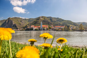 Dürnstein village with Danube river and dandelions during spring time in Wachau, Austria