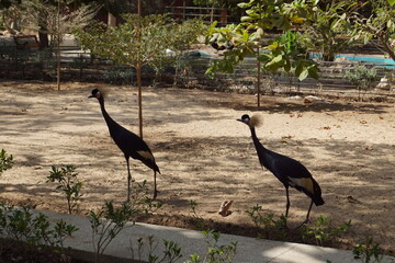 Close up of different African animals at a local zoo in Senegal