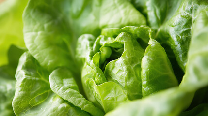 Obraz premium Fresh Butterhead Lettuce in Close-Up, Showcasing Nature's Vibrant Beauty and Delicate Texture