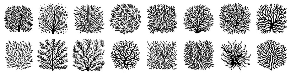 black and white vector set of coral and seaweed botanical illustrations © Aisha Kudorova