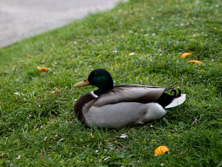 Natural Detail: Ducks Perched on Green Grass by Pathway