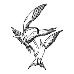 Obraz premium swallows in flight vector illustration