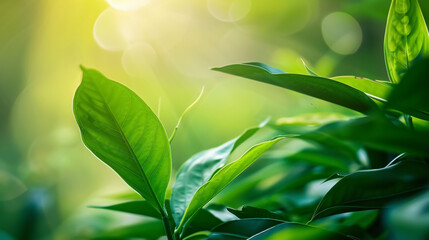 Obraz premium Nature of green leaves in a garden during summer. Natural green plants used as spring background, cover page, greenery, environment, and ecology wallpaper.