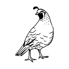 quail bird vector illustration