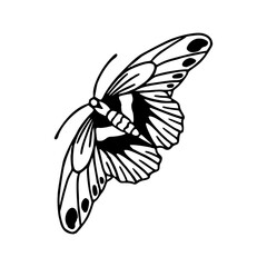 butterfly with decorative wing markings vector