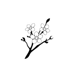 Minimalist Black and White Illustration of Delicate Cherry Blossom Branch with Three Flowers and Buds Against White