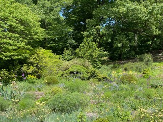 garden with flowers: Spring, Wild flowers