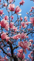 Pink magnolia blossoms covering tree against blue sky