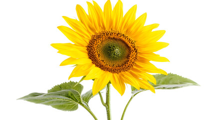 Naklejka premium Captivating yellow sunflower isolated on white background stock photo nature close-up floral beauty