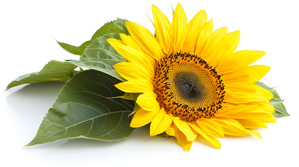 Fototapeta premium Isolated yellow sunflower studio photo stock white background close-up nature beauty