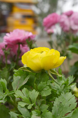 Beautiful Yellow ranunculus flower growing in an outdoor flower garden. ranunculus flower closeup, Yellow blooming flower, Closeup shot of a beautiful blossoming ranunculus in field