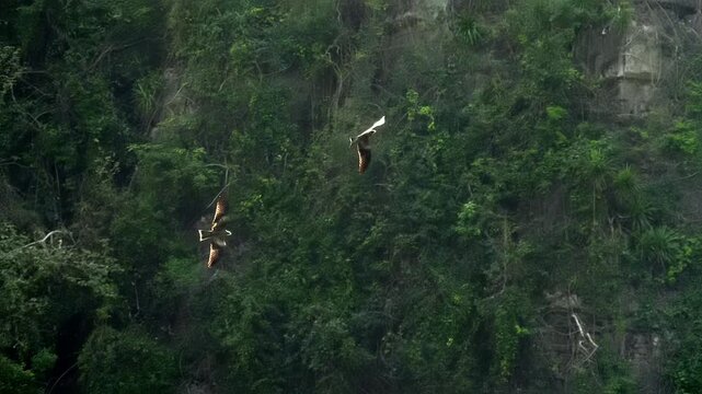 A two falcons flies over the water against the backdrop of rocks overgrown with trees and looks at the surface, trying to see and catch prey - fish. Hanoi Ha Long Bay, Vietnam