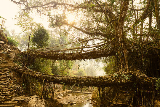 Double decker living root bridge in Meghalaya, India