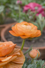 Beautiful Orange ranunculus flower growing in an outdoor flower garden. ranunculus flower closeup, Orange blooming flower, Closeup shot of a beautiful blossoming ranunculus in field