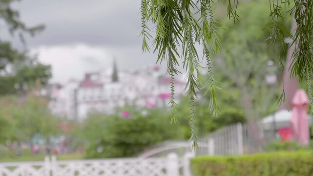 Beautiful willow branches hanging down against the background of city buildings and lake water surface. Closeup