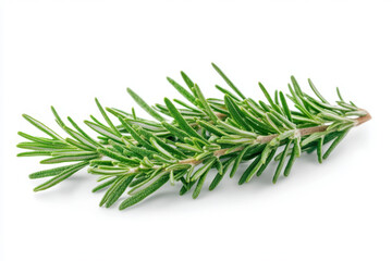 Branch of fragrant rosemary against rustic wooden background with soft natural lighting.