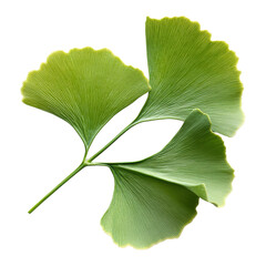 Fototapeta premium Ginkgo leaf png on transparent background isolated foliage art nature study