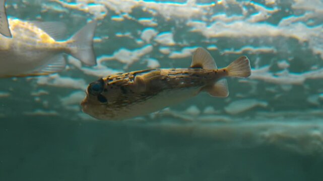 One-eyed pufferfish floats in a water on a background of air bubbles