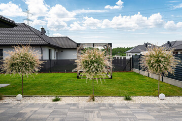 A hakuro willow growing on a modern property between small stones and the driveway.