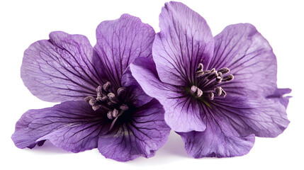 Obraz premium Beautiful purple flowers blooms in nature close-up photography serene environment botanical concept