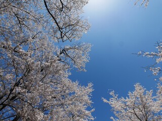 青空と桜
