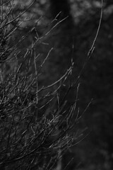 balade en noir et blanc