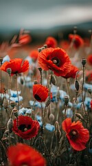 A beautiful field of red poppies glowing under golden sunlight, creating a dreamy and enchanting floral landscape.