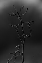 balade en noir et blanc