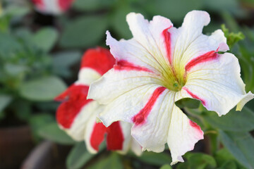 White and red petunias in the garden, Petunia, Close up of Petunia in the garden, Petunia flower and blurred background, beautiful flower photograph, spring flower Closeup