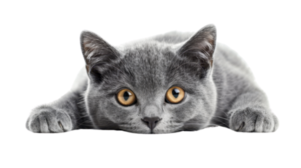 Adorable grey kitten lying down on transparent background