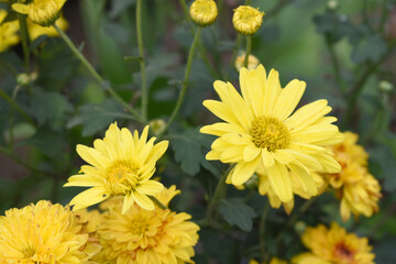 Beautiful Yellow chrysanthemum flowers closeup in the winter garden, Closeup of Chrysanthemum flower, Field of the Yellow Chrysanthemum, Beautiful Yellow flower blooming in nature.