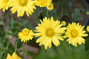 Beautiful Yellow chrysanthemum flowers closeup in the winter garden, Closeup of Chrysanthemum flower, Field of the Yellow Chrysanthemum, Beautiful Yellow flower blooming in nature.
