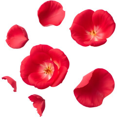 A collection of vibrant red flower petals scattered elegantly, showcasing their delicate texture and vivid color.