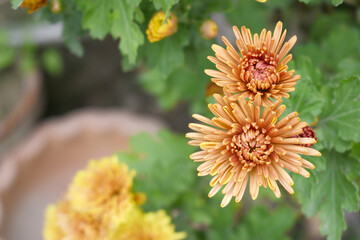 Beautiful Yellow Orange chrysanthemum flowers closeup in the winter garden, Closeup of Chrysanthemum flower, Field of the Yellow Orange Chrysanthemum, Beautiful Yellow Orange flower blooming in nature