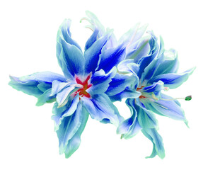 Bouquet of blue lily head flower isolated on white background. Lily in the form of a starfish....