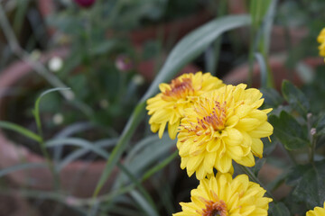 Beautiful Yellow red chrysanthemum flowers closeup in the winter garden, Closeup of Chrysanthemum flower, Field of the Yellow red Chrysanthemum, Beautiful Yellow red flower blooming in nature.