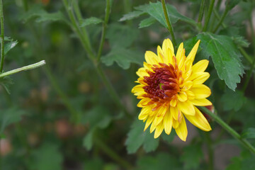 Beautiful Yellow red chrysanthemum flowers closeup in the winter garden, Closeup of Chrysanthemum flower, Field of the Yellow red Chrysanthemum, Beautiful Yellow red flower blooming in nature.