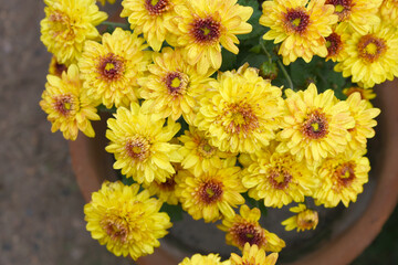Beautiful Yellow red chrysanthemum flowers closeup in the winter garden, Closeup of Chrysanthemum flower, Field of the Yellow red Chrysanthemum, Beautiful Yellow red flower blooming in nature.