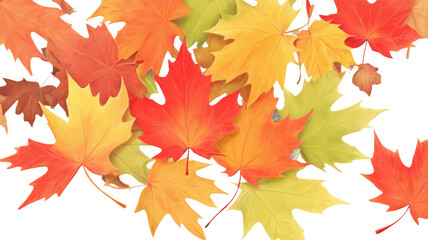 Fototapeta premium maple leaves