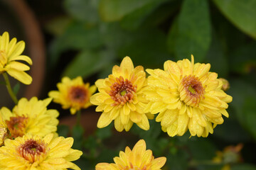 Beautiful Yellow red chrysanthemum flowers closeup in the winter garden, Closeup of Chrysanthemum flower, Field of the Yellow red Chrysanthemum, Beautiful Yellow red flower blooming in nature.