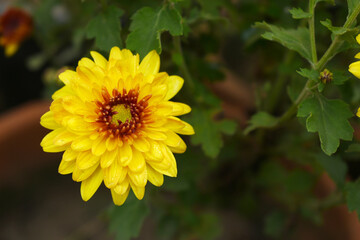 Beautiful Yellow red chrysanthemum flowers closeup in the winter garden, Closeup of Chrysanthemum flower, Field of the Yellow red Chrysanthemum, Beautiful Yellow red flower blooming in nature.